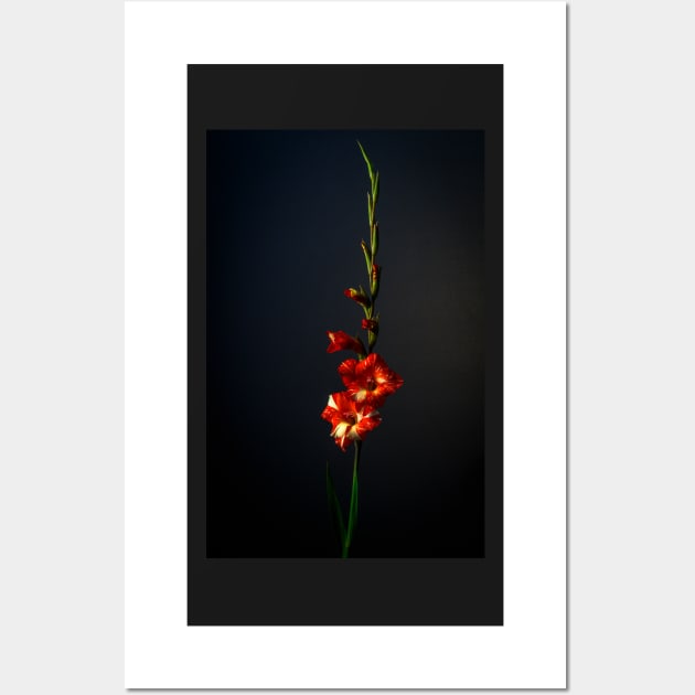 Red and White Gladioulus Wall Art by blossomcophoto